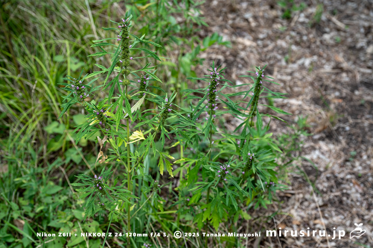 荒地に生えた開花中のメハジキ　横浜市栄区・横浜自然観察の森　2023/08/06