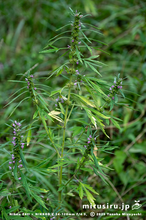開花中のメハジキ　横浜市栄区・横浜自然観察の森　2023/08/06