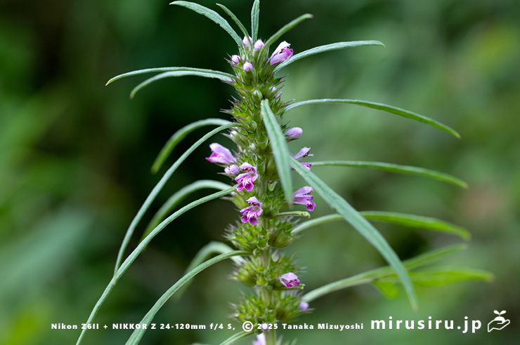 メハジキの花　横浜市栄区・横浜自然観察の森　2023/08/06