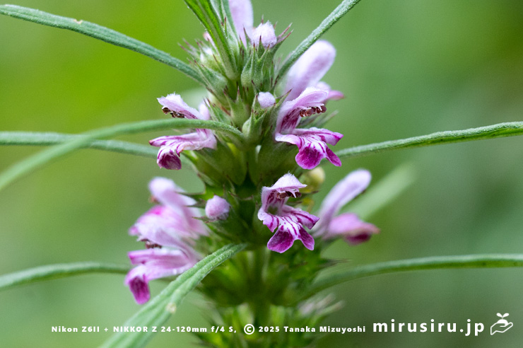 メハジキの花　横浜市栄区・横浜自然観察の森　2023/08/06