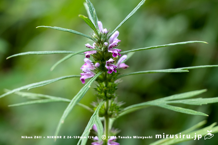 メハジキの花　横浜市栄区・横浜自然観察の森　2023/08/06