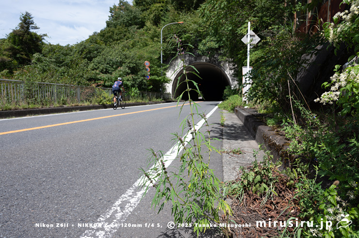 道端に生えた開花中のメハジキ　清川村・宮ヶ瀬湖・県道514号線　2023/08/31