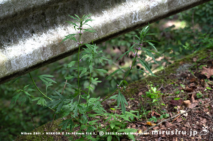 道端に生えた開花中の貧弱なメハジキ　清川村・宮ヶ瀬湖・早戸川林道　2023/08/31