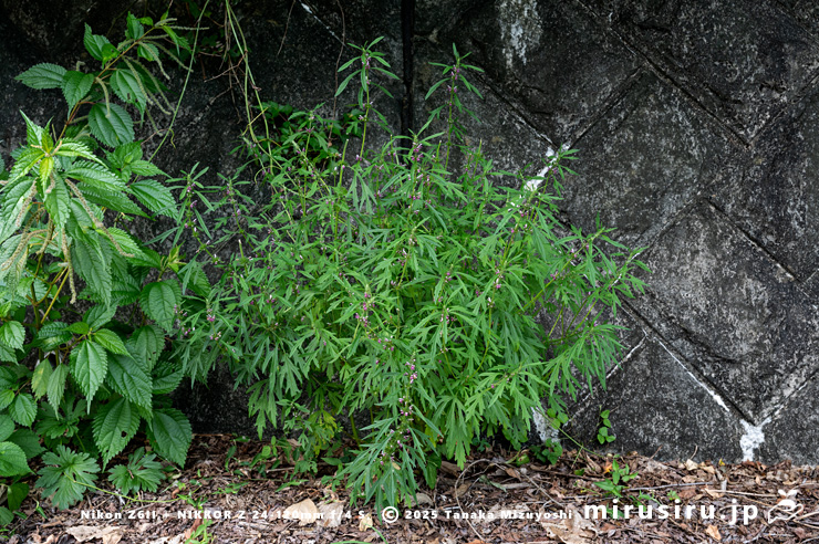 道端に生えた開花中のメハジキ　清川村・宮ヶ瀬湖・早戸川林道　2023/08/31