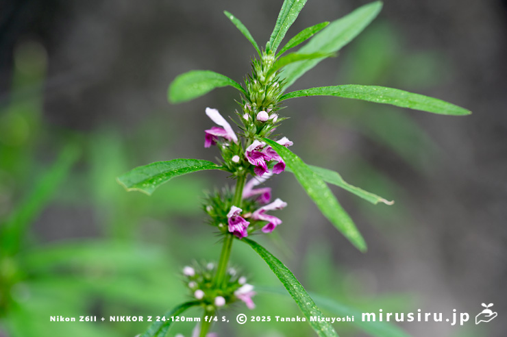 メハジキの花　清川村・宮ヶ瀬湖・早戸川林道　2023/08/31