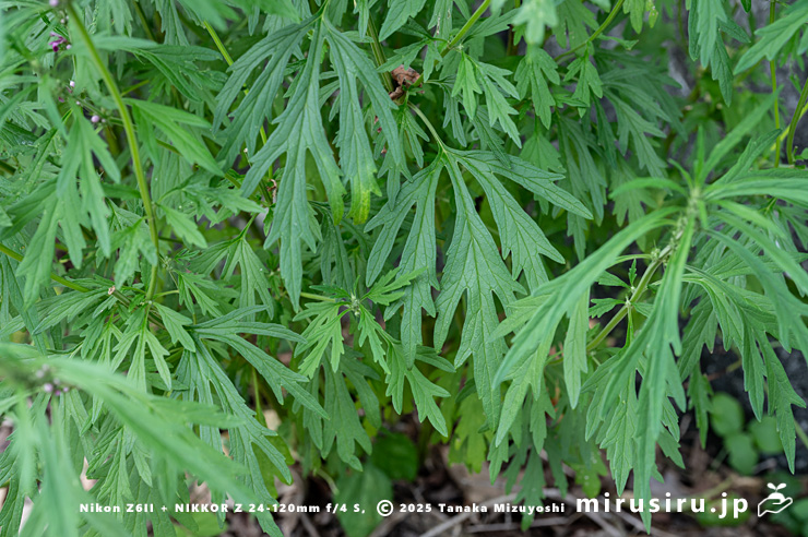 メハジキの茎生葉　清川村・宮ヶ瀬湖・早戸川林道　2023/08/31