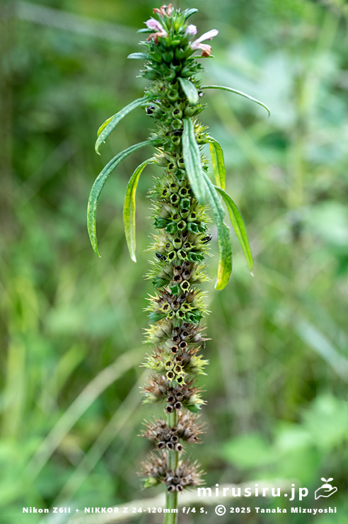 メハジキの実　横浜市栄区・横浜自然観察の森　2023/09/11