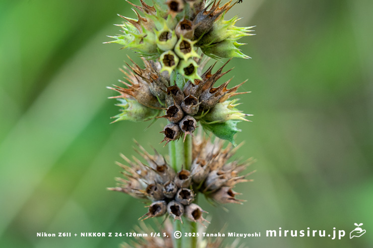 メハジキの実　横浜市栄区・横浜自然観察の森　2023/09/11