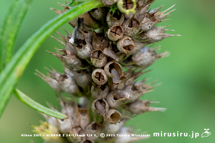 メハジキの実と種子　横浜市栄区・横浜自然観察の森　2023/09/11