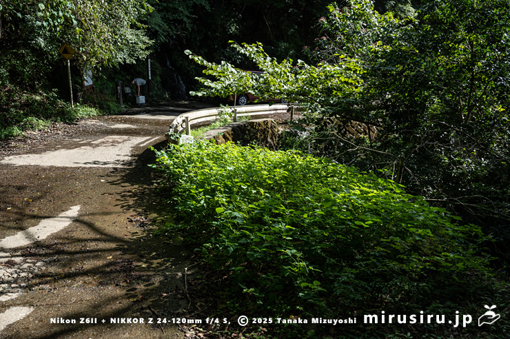 林道沿いに生えた開花中のエゴマの群落　秦野市・戸川林道・竜神の泉　2023/09/25