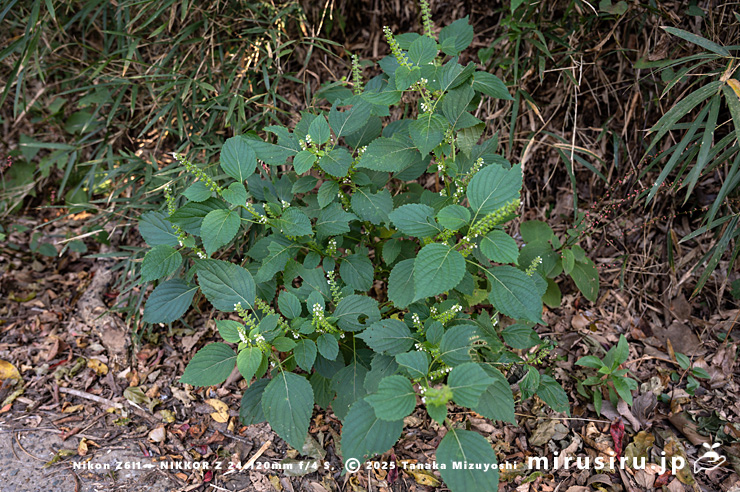 開花中のエゴマ　三浦市南下浦町菊名　2023/10/26