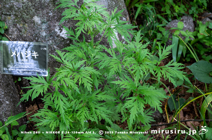 成長途中のメハジキ　横浜市南区・横浜市こども植物園　2024/04/29