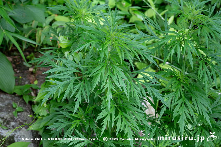 成長途中のメハジキ　横浜市南区・横浜市こども植物園　2024/05/30