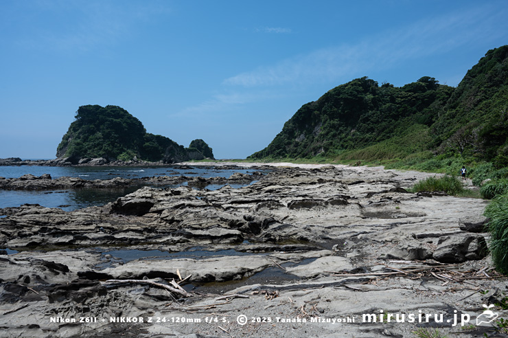 ハマナタマメが生える海岸 三浦市・毘沙門海岸 2024/07/18