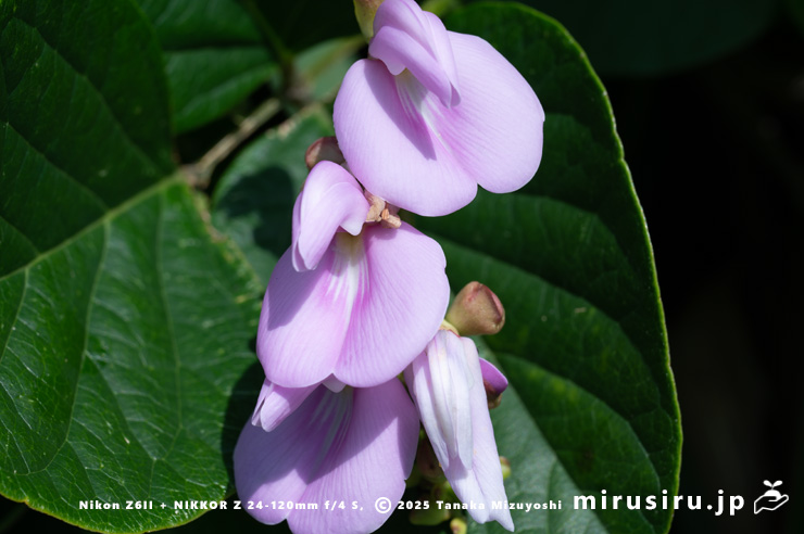 ハマナタマメの花 三浦市・毘沙門海岸 2024/07/18