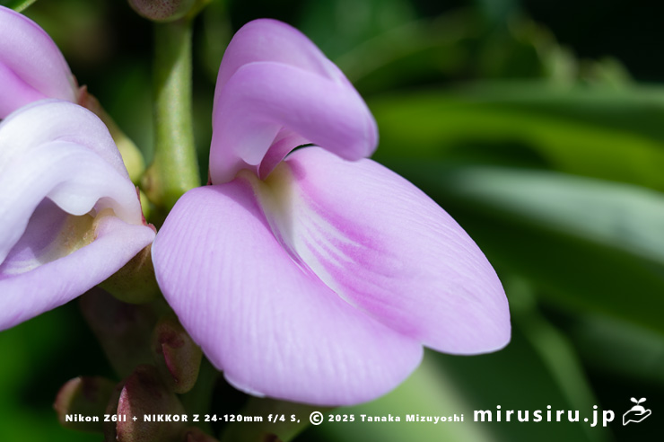 ハマナタマメの花 三浦市・毘沙門海岸 2024/07/18