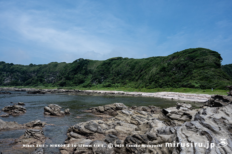 ハマナタマメが生える海岸 三浦市・毘沙門海岸 2024/07/18