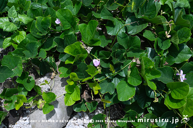 開花中のハマナタマメ 三浦市・毘沙門海岸 2024/07/18