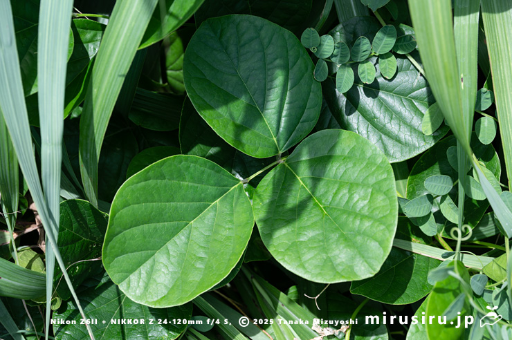 ハマナタマメの葉 三浦市・毘沙門海岸 2024/07/18
