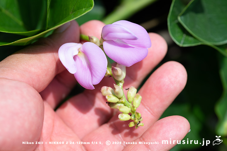 ハマナタマメの花のサイズ感 三浦市・毘沙門海岸 2024/07/18