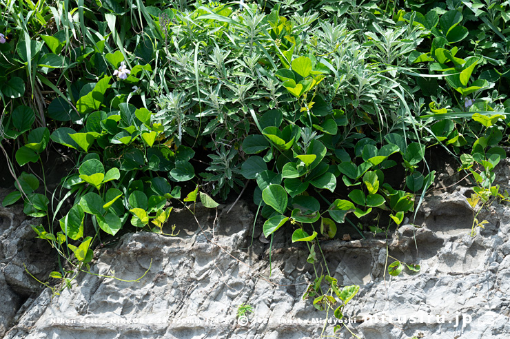 開花中のハマナタマメ 三浦市・毘沙門海岸 2024/07/18