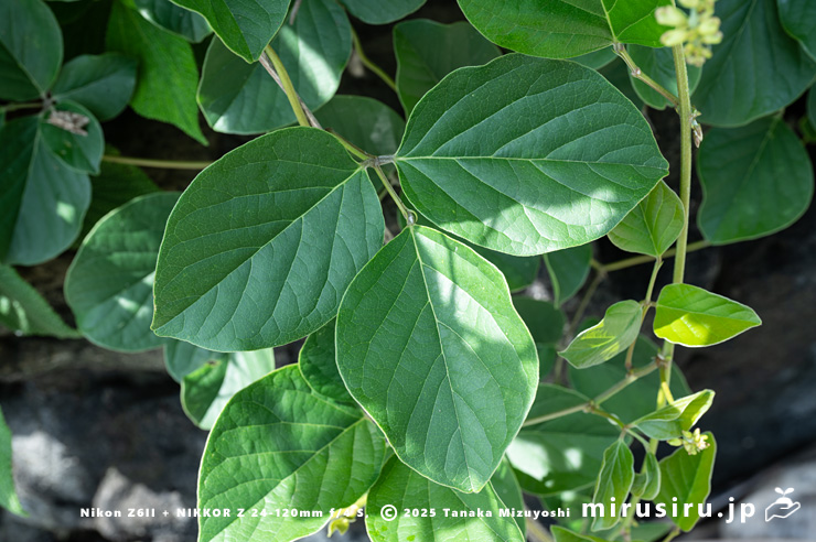 ハマナタマメの葉 三浦市・毘沙門海岸 2024/07/18