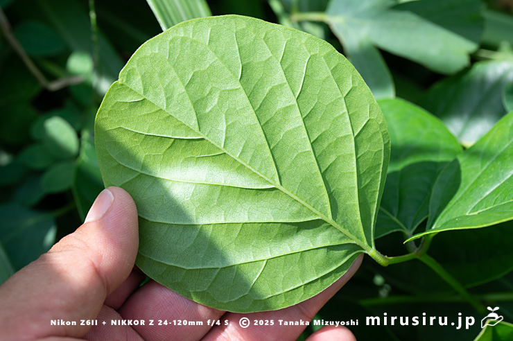 ハマナタマメの葉裏 三浦市・毘沙門海岸 2024/07/18