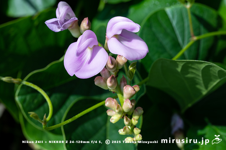 ハマナタマメの花 三浦市・毘沙門海岸 2024/07/18
