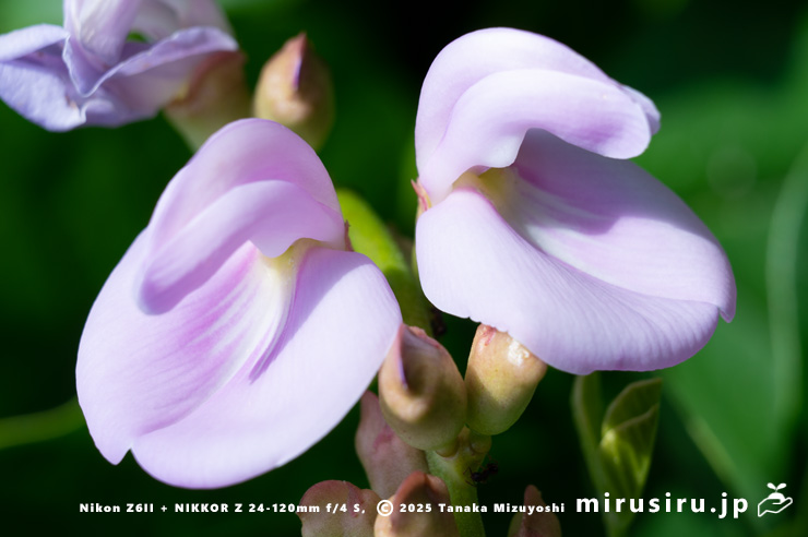 ハマナタマメの花 三浦市・毘沙門海岸 2024/07/18