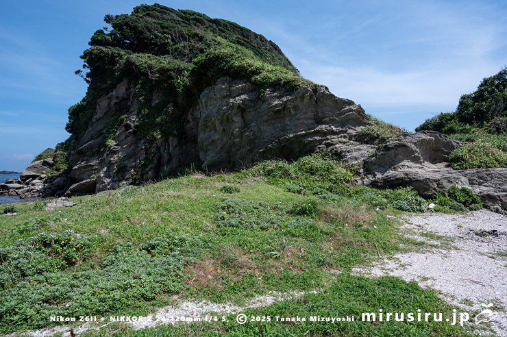ハマナタマメが生える海岸 三浦市・毘沙門海岸・東風崎(こちざき) 2024/07/18
