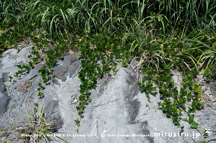 海に面した草地からせり出してきた開花中のハマナタマメ 三浦市・毘沙門海岸 2024/08/14