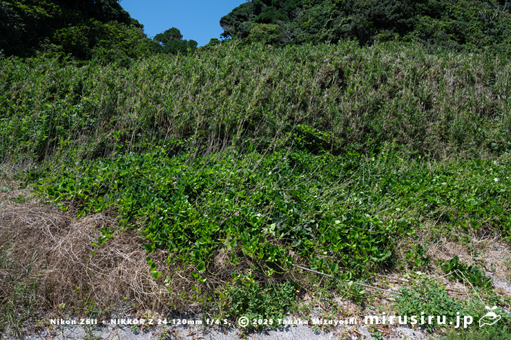 海に面した草地に生えた開花中のハマナタマメ 三浦市・毘沙門海岸 2024/08/14