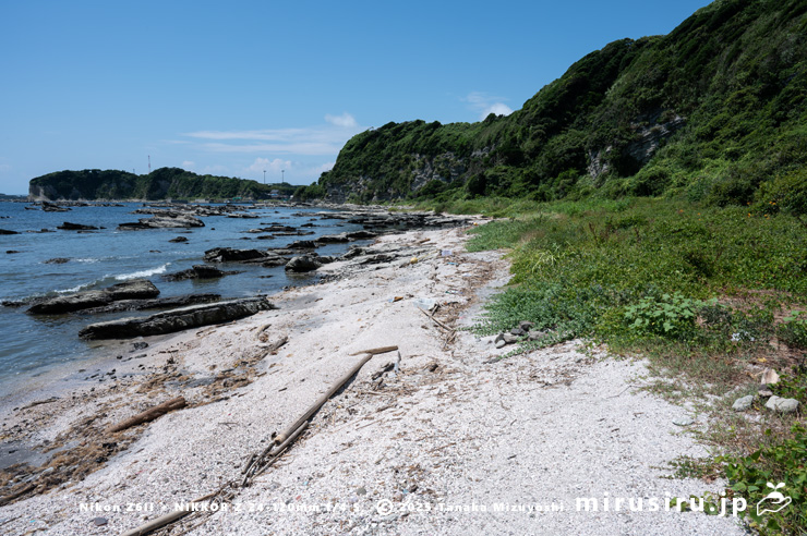 ハマナタマメが生える海岸 三浦市・毘沙門海岸 2024/08/14