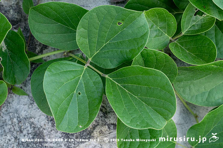 ハマナタマメの葉 三浦市・毘沙門海岸 2024/08/14