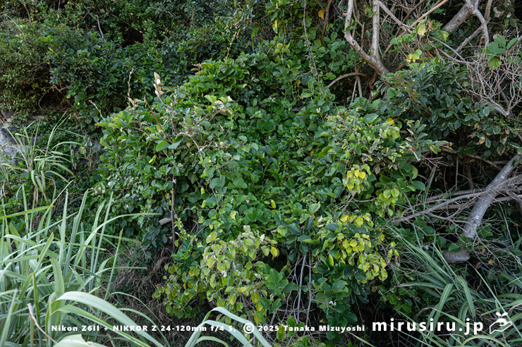 海に面した林縁に生えた開花中のハマナタマメ 三浦市・毘沙門海岸 2024/08/14