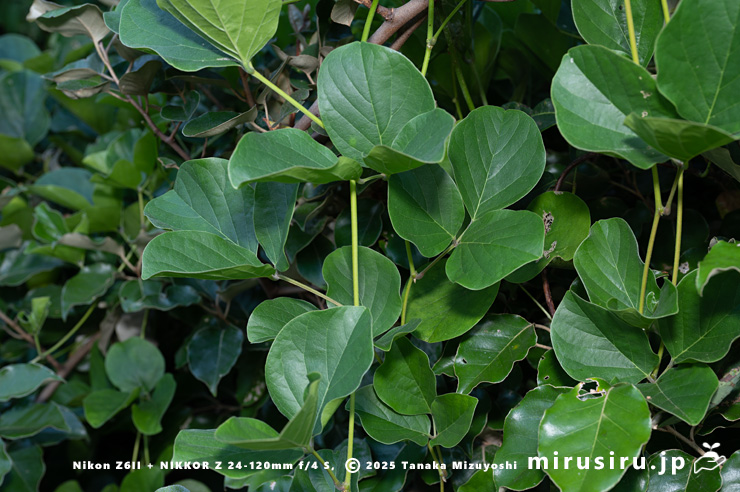 低木を登ったハマナタマメの葉 三浦市・毘沙門海岸 2024/08/14
