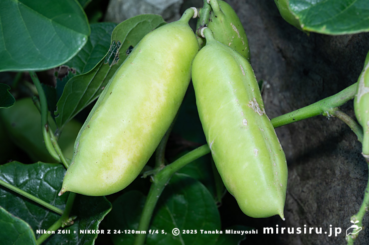 ハマナタマメの未熟な実 三浦市・毘沙門海岸 2024/09/06