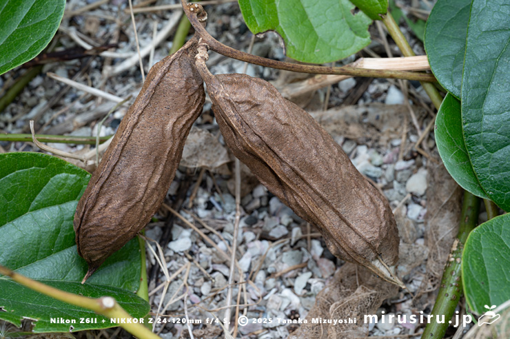 ハマナタマメの熟した実 三浦市・毘沙門海岸 2024/11/08