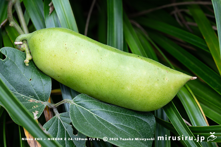 ハマナタマメの未熟な実 三浦市・毘沙門海岸 2024/11/08