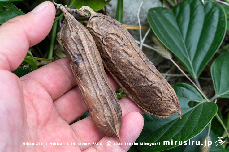 ハマナタマメの熟した実のサイズ感 三浦市・毘沙門海岸 2024/11/08