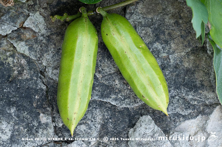 ハマナタマメの未熟な実 三浦市・毘沙門海岸 2024/11/08