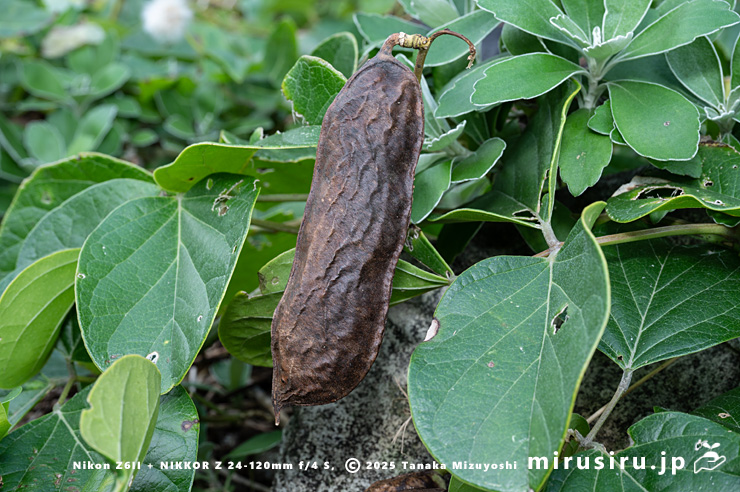 ハマナタマメの熟した実 三浦市・毘沙門海岸 2024/11/08