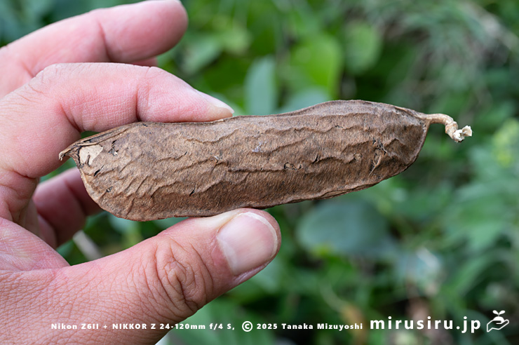 ハマナタマメの熟した実のサイズ感 三浦市・毘沙門海岸 2024/11/08