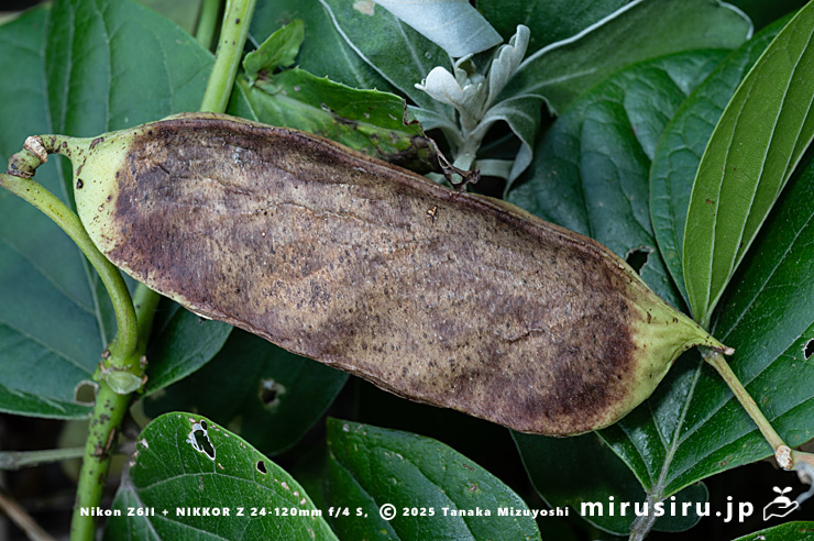 ハマナタマメの熟しかけた実 三浦市・毘沙門海岸 2024/11/08