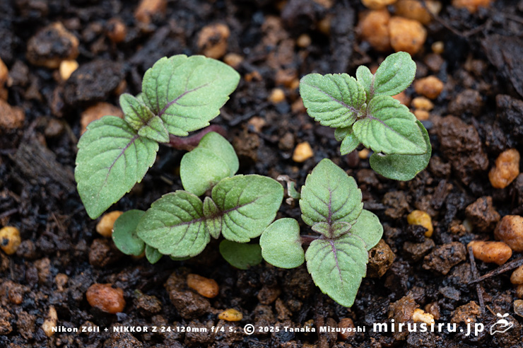 エゴマの幼株　三浦市南下浦町菊名産　2025/04/11