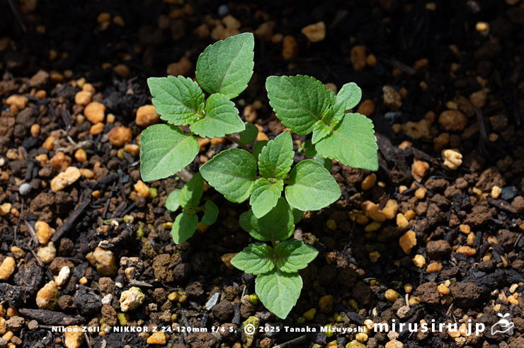 エゴマの幼株　三浦市南下浦町菊名産　2025/04/19