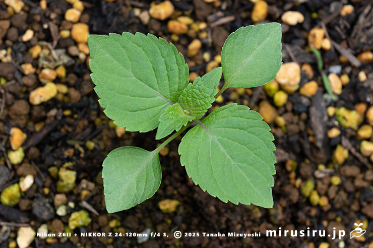 エゴマの幼株　三浦市南下浦町菊名産　2025/04/24