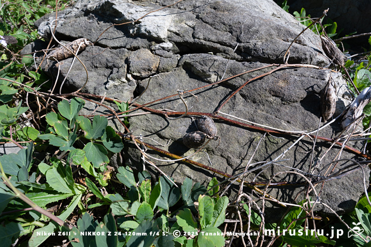 冬に落葉し、まだ再生していないハマナタマメ 三浦市・毘沙門海岸 2025/04/30