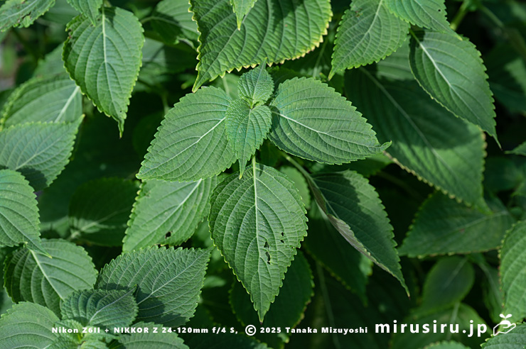 レモン臭があるのでレモンエゴマとの交雑を感じるエゴマの葉　三浦市南下浦町菊名産　2025/07/10
