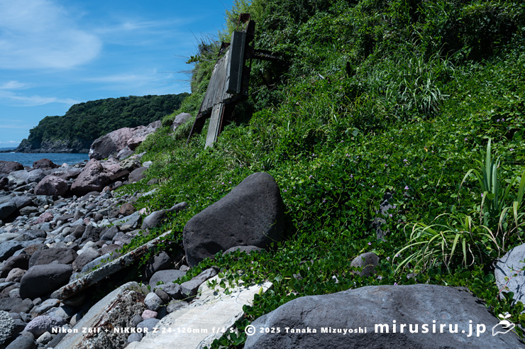 海辺に生えた開花中のハマナタマメ 静岡県・東伊豆町・稲取・志津摩海岸 2025/07/23